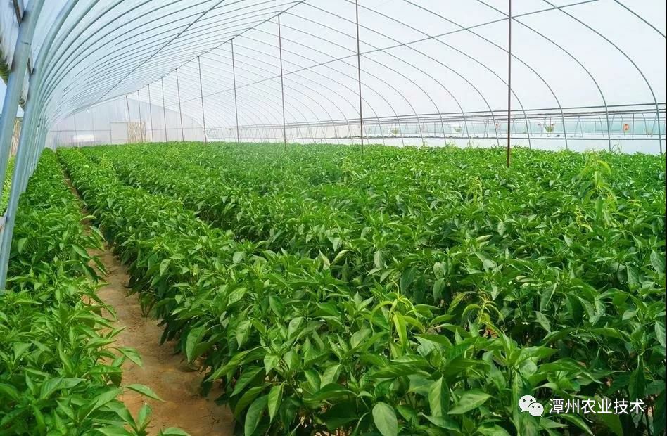 图片[5]-冬季种植什么赚钱-大棚反季节种植蔬菜赚钱最多一个大棚收入约九万多元-优创圈