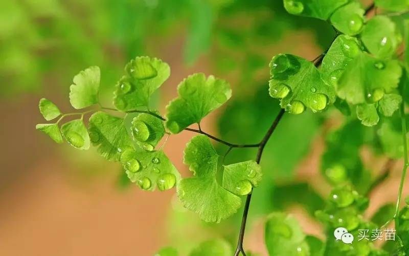 种植什么苗木赚钱-2016年种植什么最赚钱？-优创圈