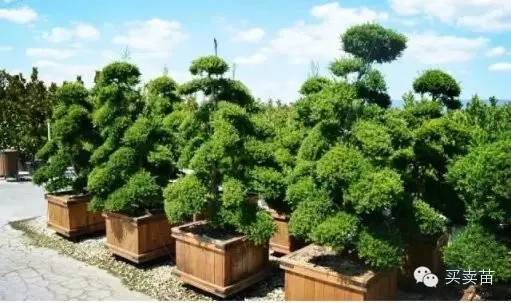 苗木种植赚钱吗_种植什么苗木赚钱_苗木种植赚钱不