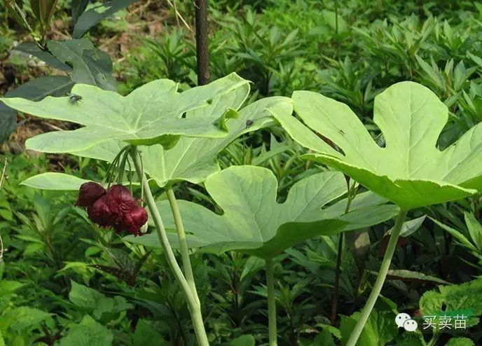 苗木种植赚钱不_种植什么苗木赚钱_苗木种植赚钱吗