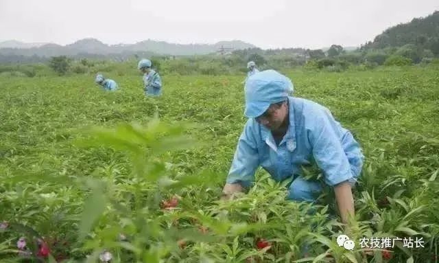 种植草药赚钱吗_种植药赚钱中草药有哪些_种植什么中草药赚钱