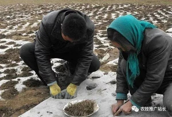 种植什么中草药赚钱_种植草药赚钱吗_种植药赚钱中草药有哪些