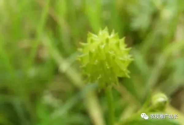 种植什么中草药赚钱_种植药赚钱中草药有哪些_种植草药赚钱吗