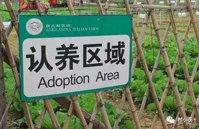 现在农村做什么最赚钱_挣钱农村_赚钱农村做现在的生意