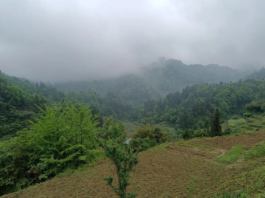 有田地种什么最赚钱_赚钱种地游戏合集_赚钱种地游戏
