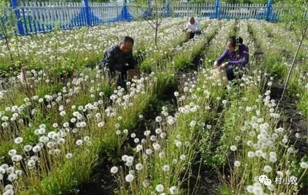 种殖业什么最赚钱农村-农村种啥最赚钱？这7个农村火爆种植项目，搞好了你也能月入过万！-优创圈