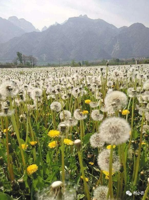种殖业什么最赚钱农村_种植赚钱农村_种殖什么赚钱