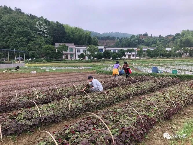 种殖业什么最赚钱农村_种殖什么赚钱_种植赚钱农村