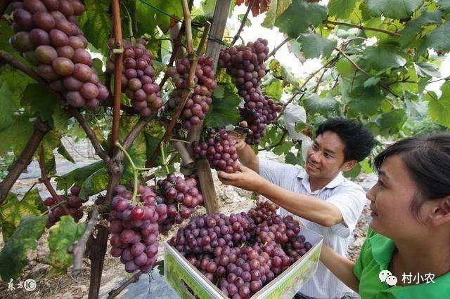 种殖业什么最赚钱农村_种殖什么赚钱_种植赚钱农村