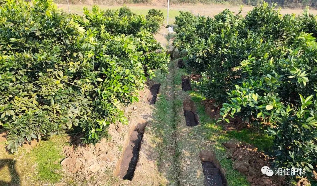 南方果树苗_南方果树栽培学_南方种什么果树最赚钱