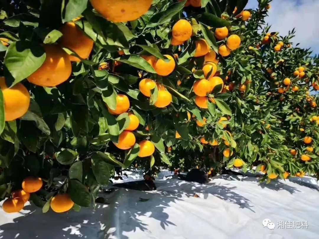 南方果树苗_南方果树栽培学_南方种什么果树最赚钱