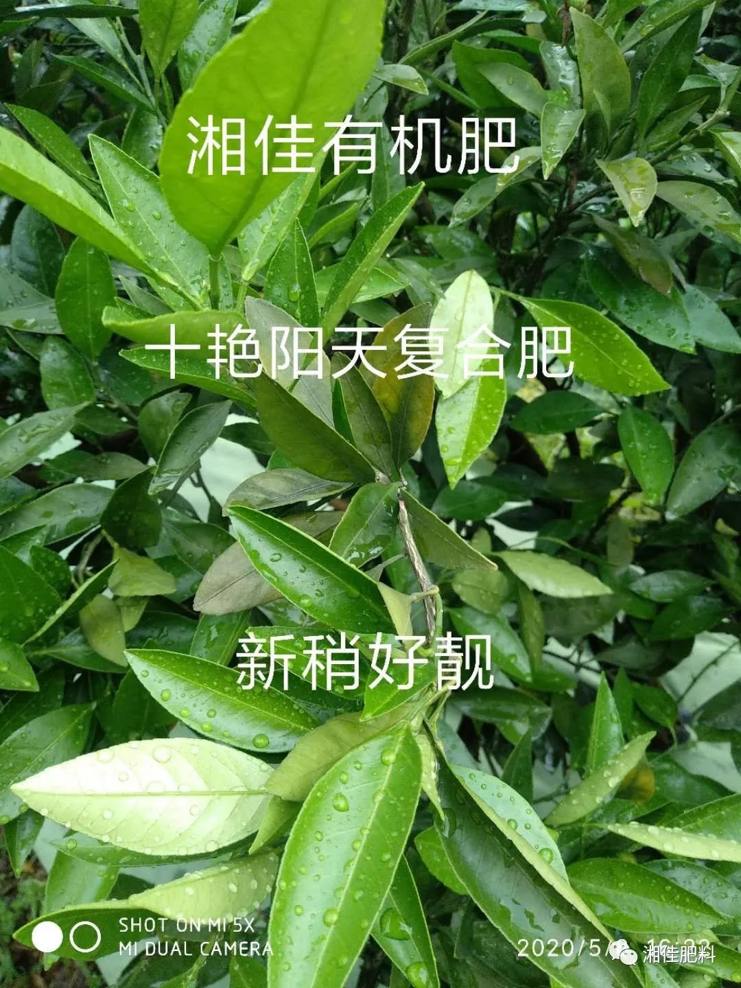 南方果树苗_南方种什么果树最赚钱_南方果树栽培学