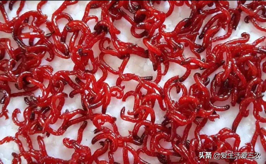 图片[13]-现在什么养殖业最赚钱-收益高，销路不愁的养殖项目有哪些？这里有答案-优创圈