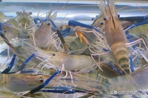 图片[4]-现在什么养殖业最赚钱-收益高，销路不愁的养殖项目有哪些？这里有答案-优创圈