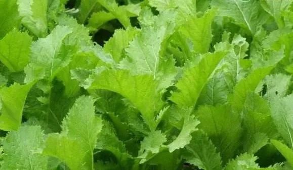 种植什么农作物赚钱-2021年种植什么农作物最赚钱？五大赚钱作物盘点-优创圈