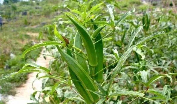 现在农作物种什么挣钱_农作物种植什么利润大_种植什么农作物赚钱