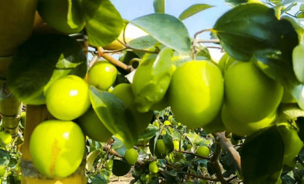 南方种植果树苗_中国南方果树好投吗_南方种什么果树最赚钱