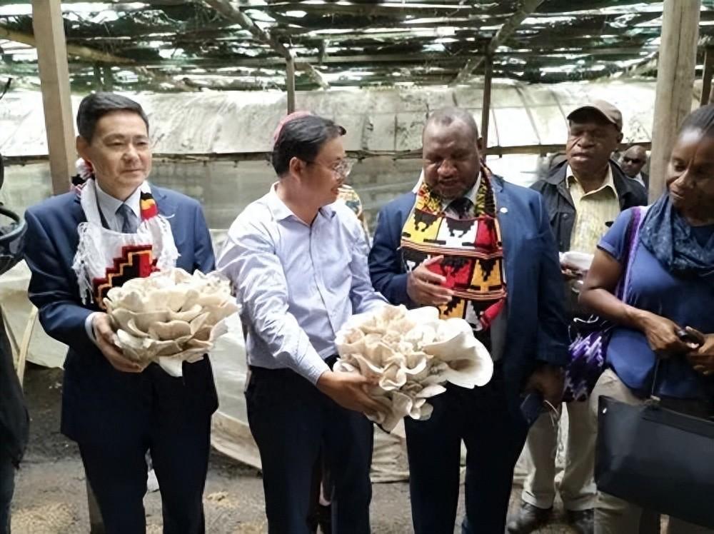 种什么菇赚钱-中国在太平洋小国种蘑菇，由于种的太好，让当地部落放弃了械斗-优创圈