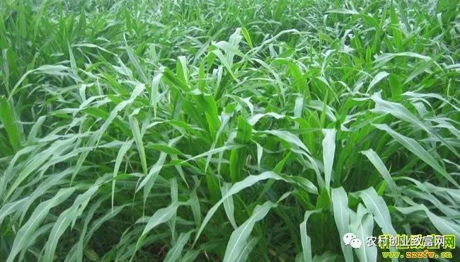 广东种植什么最赚钱_广东农村种植什么赚钱不愁销路_种植赚钱广东话怎么说