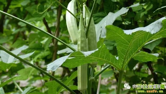 种植赚钱广东话怎么说_广东种植什么最赚钱_广东农村种植什么赚钱不愁销路