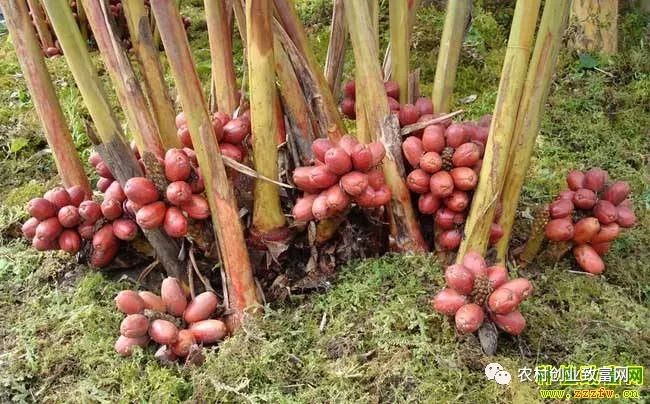 广东种植什么最赚钱_广东农村种植什么赚钱不愁销路_种植赚钱广东话怎么说