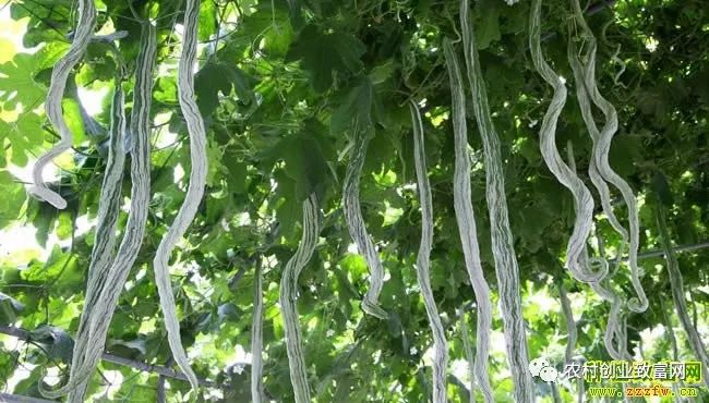 广东种植什么最赚钱_广东农村种植什么赚钱不愁销路_种植赚钱广东话怎么说
