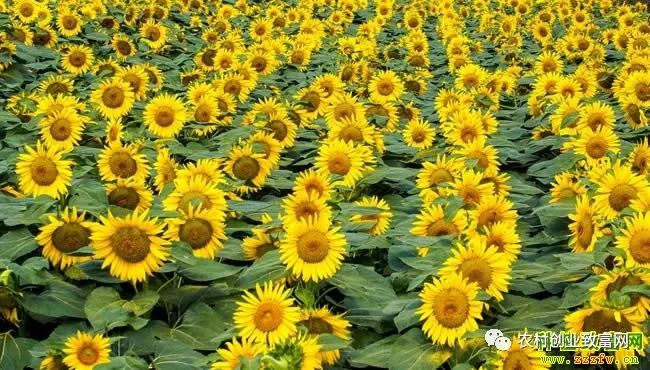 广东农村种植什么赚钱不愁销路_种植赚钱广东话怎么说_广东种植什么最赚钱