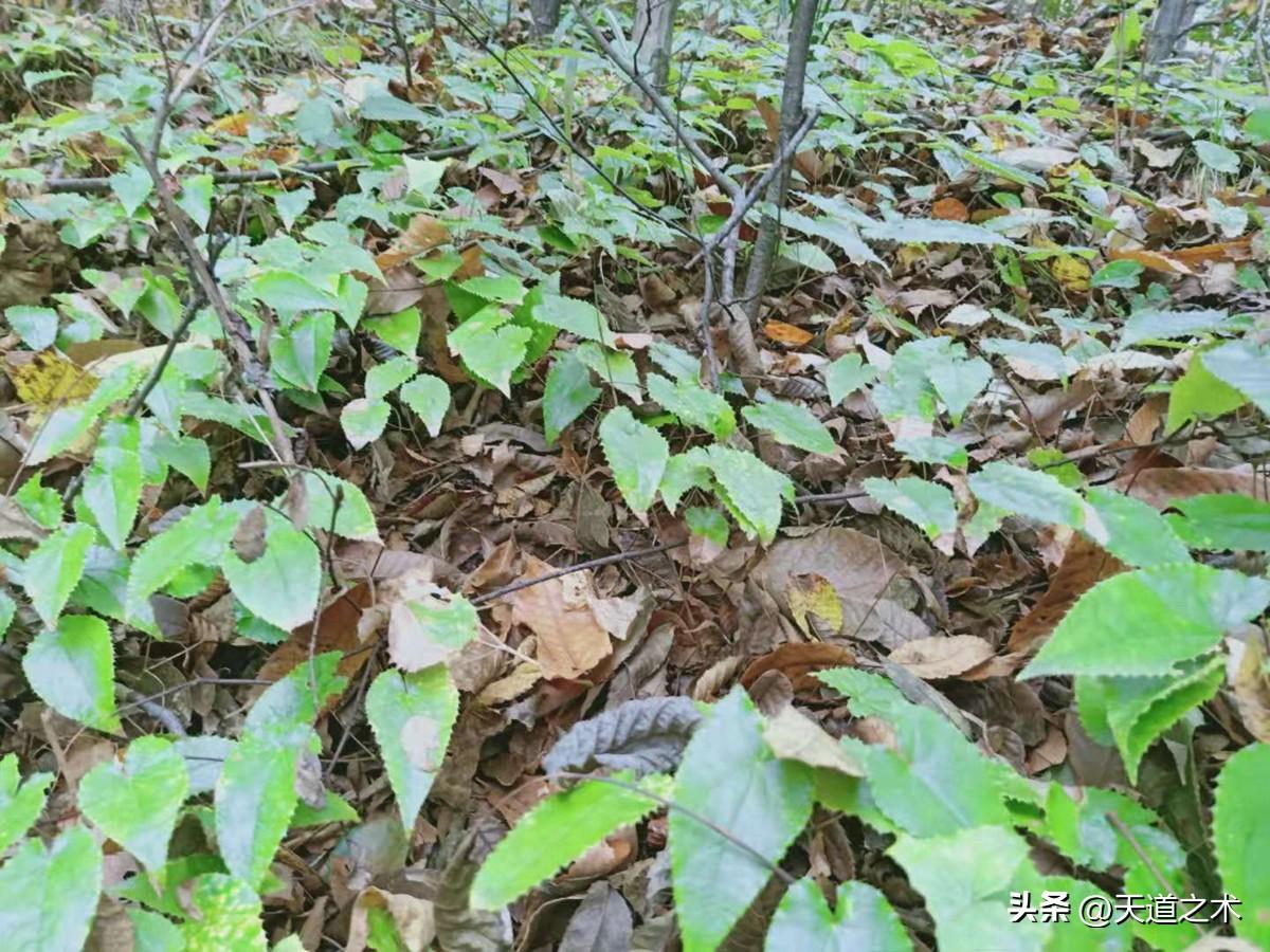 药材北方种植赚钱吗_北方种植什么药材赚钱_北方种植药材哪种赚钱
