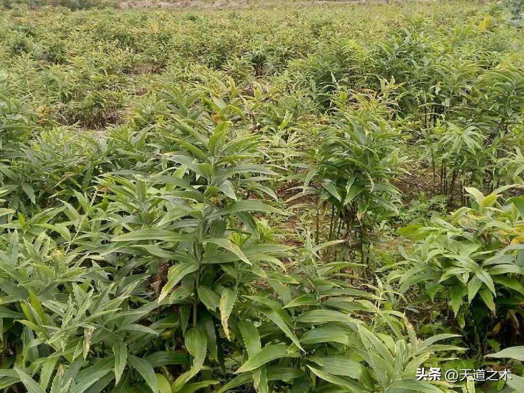 北方种植药材哪种赚钱_药材北方种植赚钱吗_北方种植什么药材赚钱