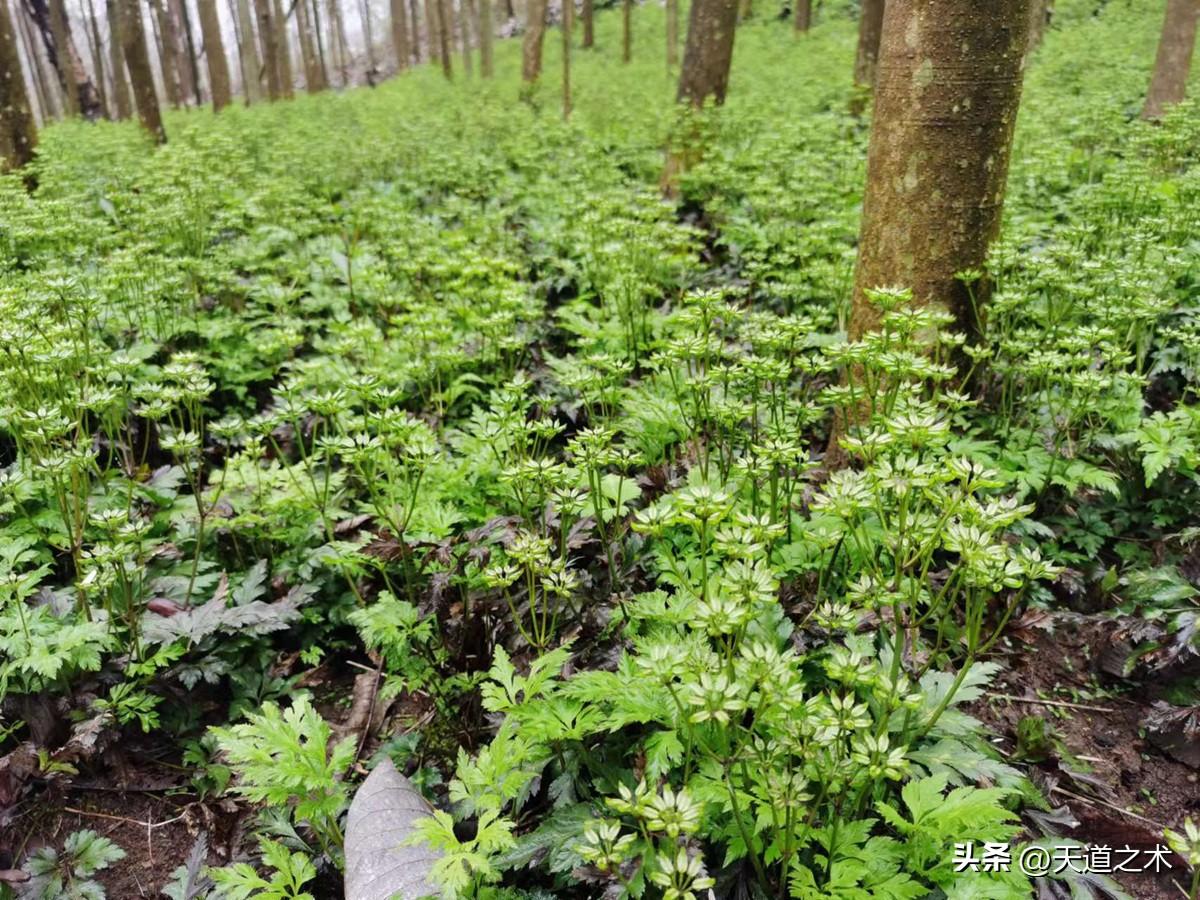 北方种植什么药材赚钱_药材北方种植赚钱吗_北方种植药材哪种赚钱