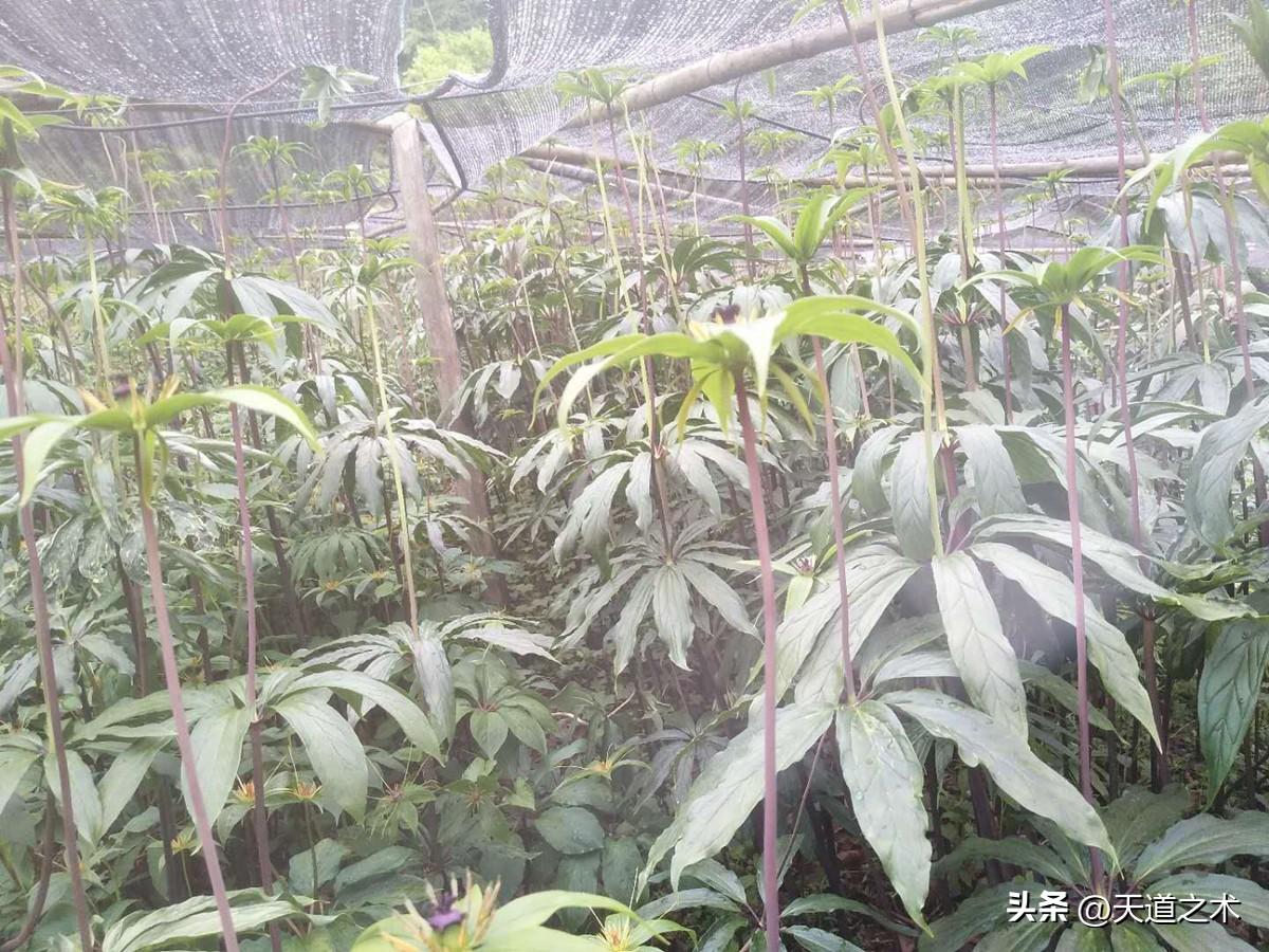 北方种植什么药材赚钱_药材北方种植赚钱吗_北方种植药材哪种赚钱