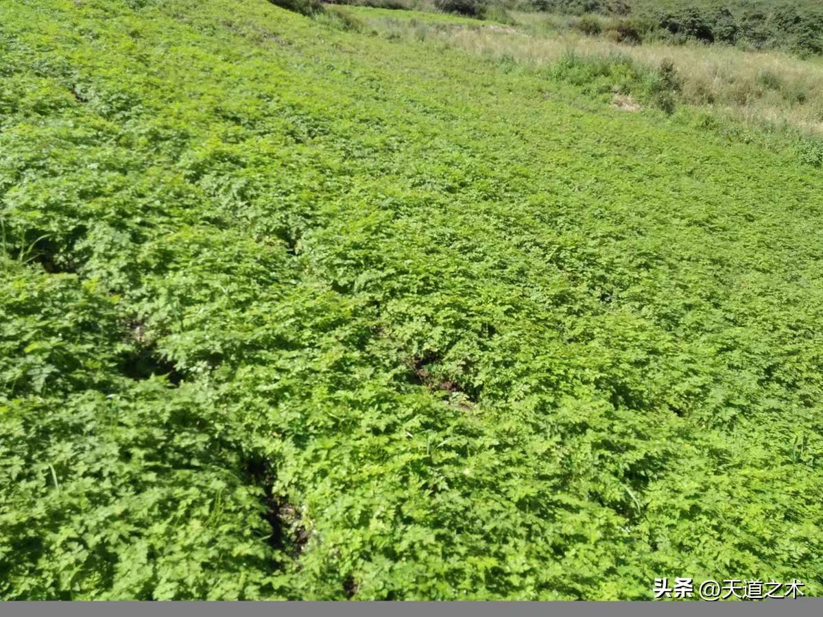 药材北方种植赚钱吗_北方种植什么药材赚钱_北方种植药材哪种赚钱