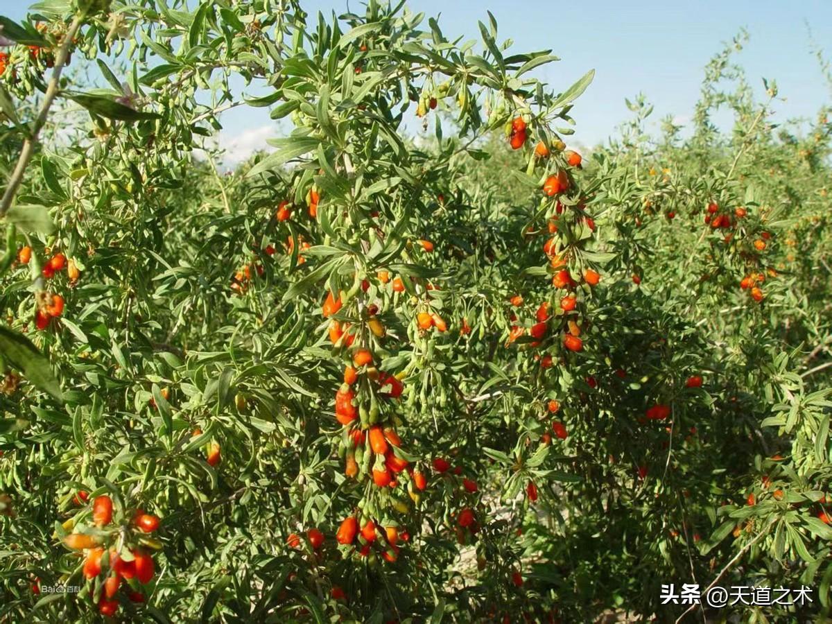 北方种植药材哪种赚钱_药材北方种植赚钱吗_北方种植什么药材赚钱