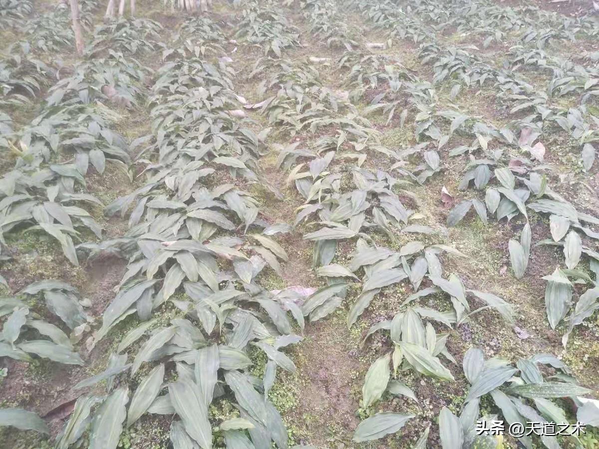 北方种植什么药材赚钱_药材北方种植赚钱吗_北方种植药材哪种赚钱