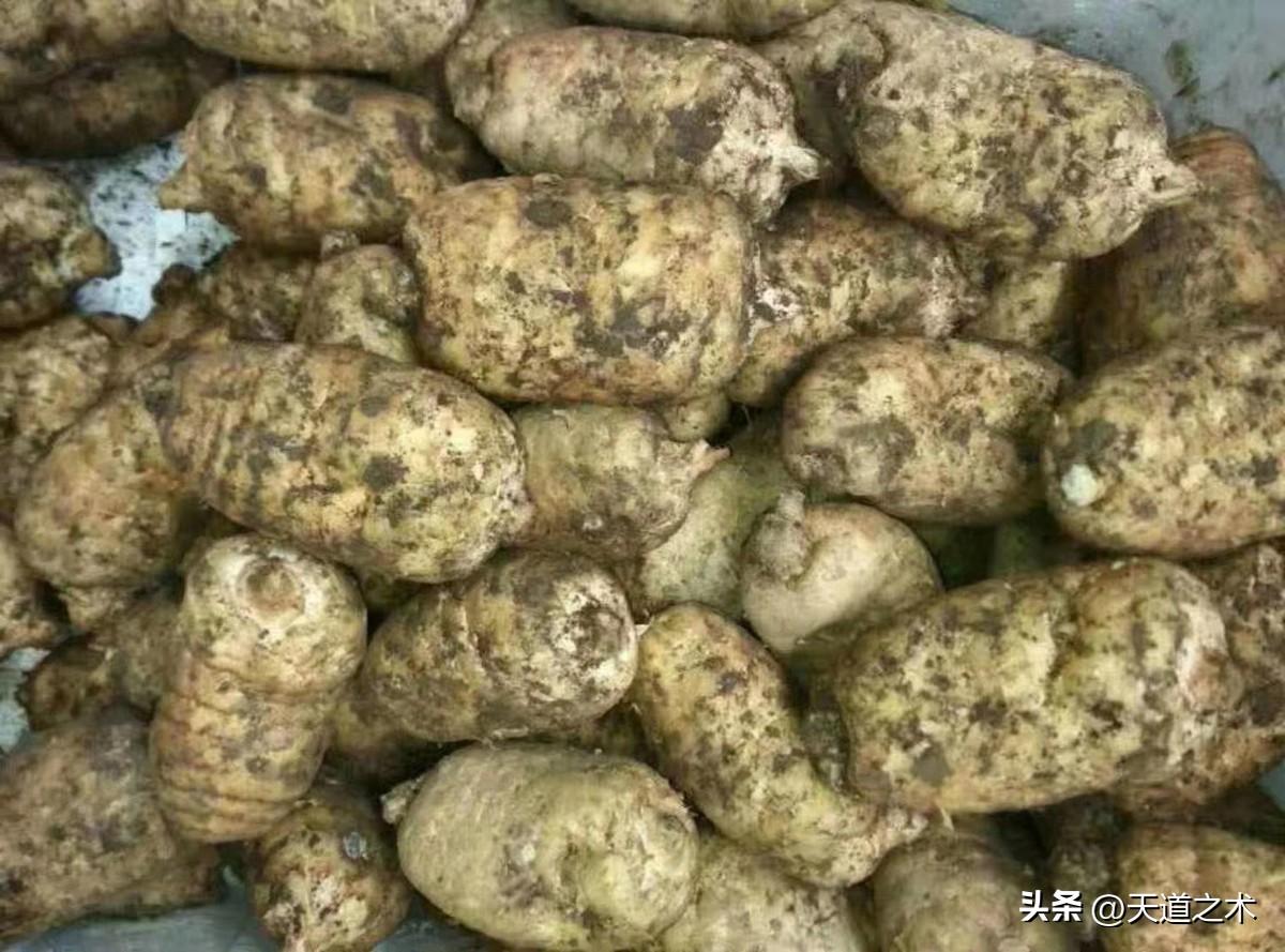 北方种植什么药材赚钱_北方种植药材哪种赚钱_药材北方种植赚钱吗