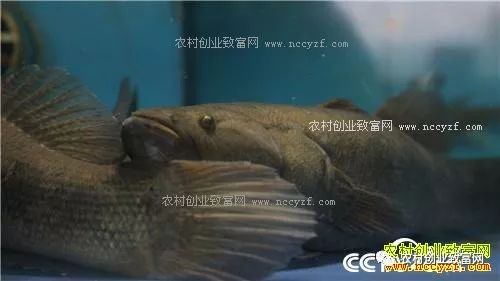 现在养啥挣钱快投资少_能赚钱养家_现在养什么赚钱快