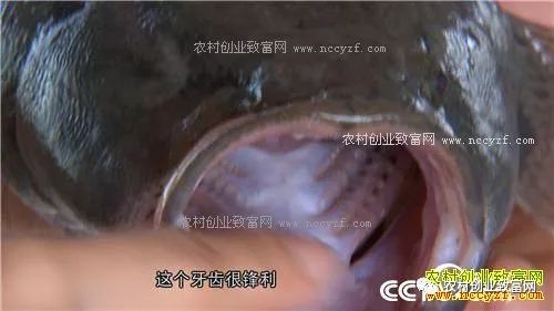 能赚钱养家_现在养什么赚钱快_现在养啥挣钱快投资少