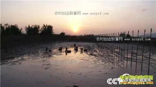 现在养什么赚钱快_现在养啥挣钱快投资少_能赚钱养家