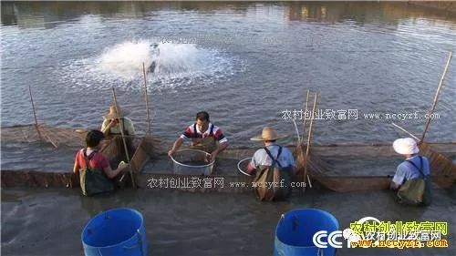 能赚钱养家_现在养什么赚钱快_现在养啥挣钱快投资少