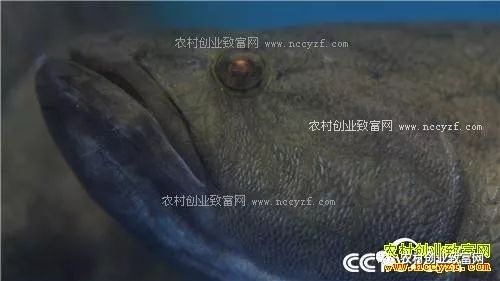 现在养什么赚钱快_能赚钱养家_现在养啥挣钱快投资少