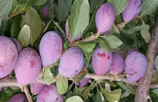 现在种植什么赚钱啊_种植最赚钱的是什么_搞种植做什么最挣钱