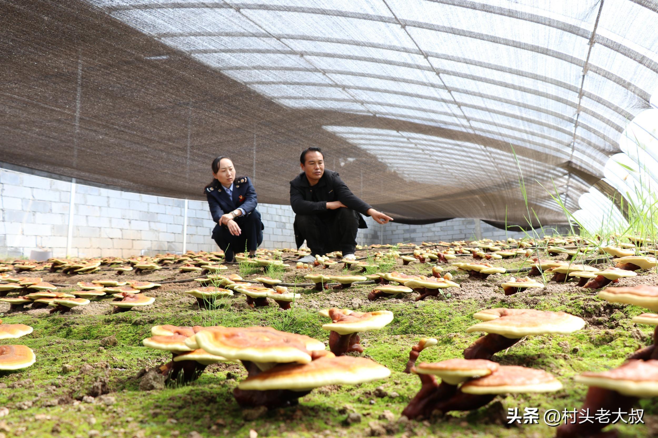 家在农村做点什么赚钱-适合农村单干的10个行业，都是闷声发财的小生意，建议偷偷收藏-优创圈