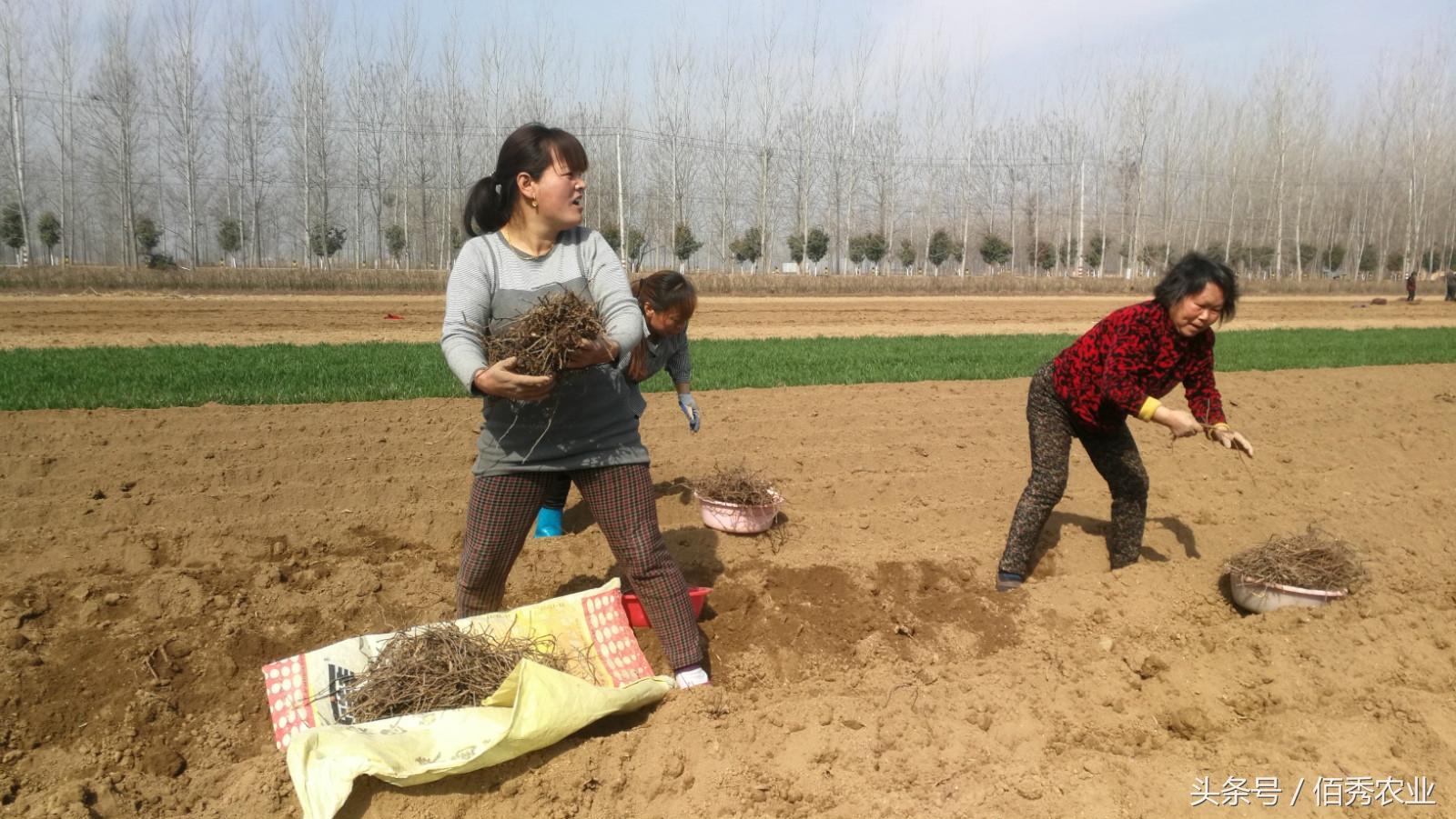 种殖什么药材最赚钱的-农村大姐种植赚钱的中药材，虽然投入很低，但种植的面积太大了-优创圈