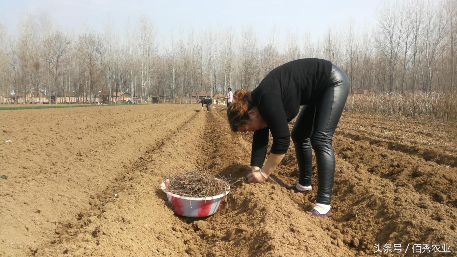 药材种植致富_种殖什么药材最赚钱的_种药材赚钱么