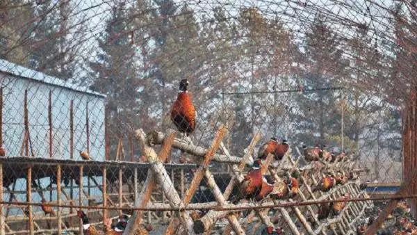 特种养殖业什么最赚钱_特种养殖业赚钱多吗_特种养殖业赚钱吗