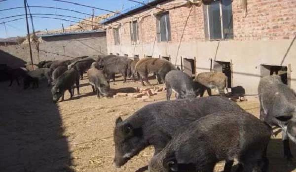 特种养殖业什么最赚钱_特种养殖业赚钱多吗_特种养殖业赚钱吗