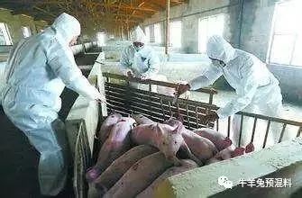 养什么驴赚钱_养驴子赚钱吗_养驴收益