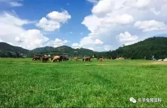 养驴收益_养驴子赚钱吗_养什么驴赚钱