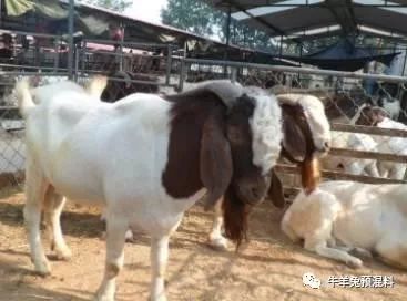 养驴收益_养驴子赚钱吗_养什么驴赚钱