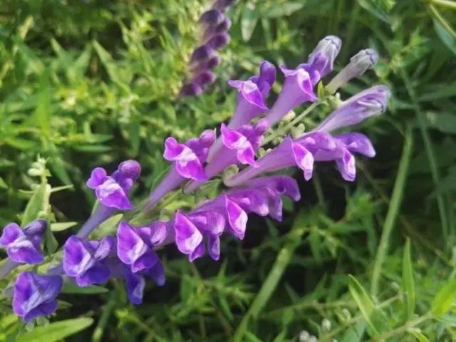 图片[2]-河北种植什么最赚钱-【药都资讯】目前种植这些药材前景最好！最赚钱！-优创圈